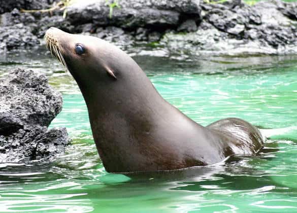 動物図鑑・カリフォルニアアシカ 